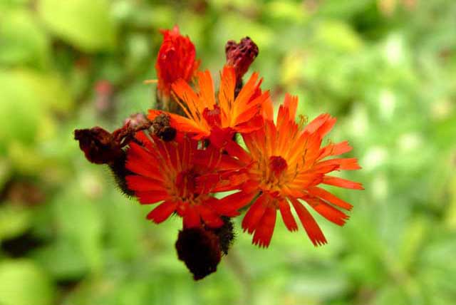 Orange Hawkweed (Hieracium Aurantiacum)