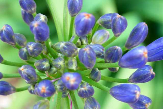 African Lilly (Agapanthus Praecox subsp. Orientalis)