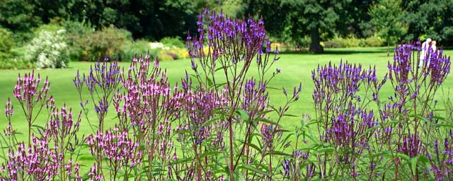 Blue Spire Russian Sage (Perovskia atriplicifolia)