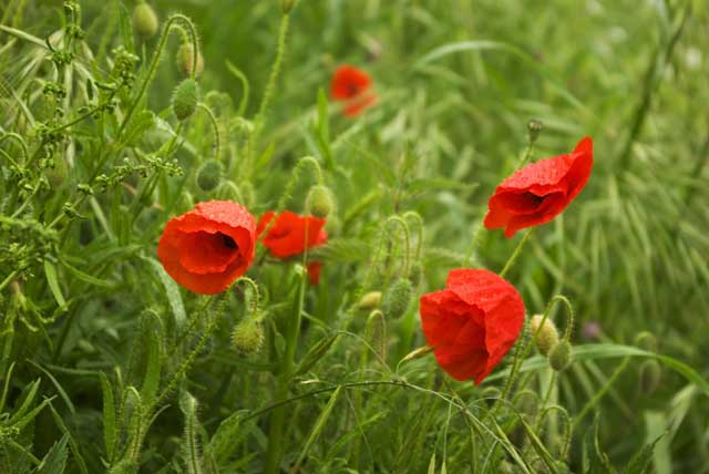 Poppies