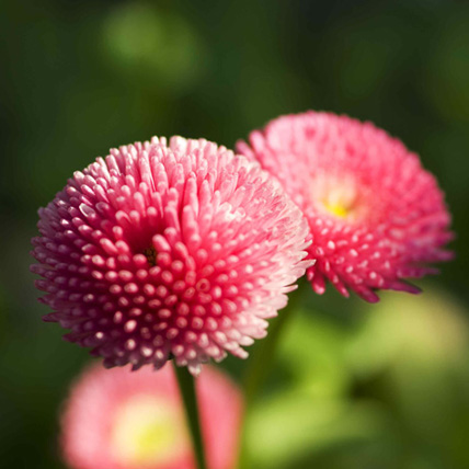 Lawndaisy (Bellis perennis)