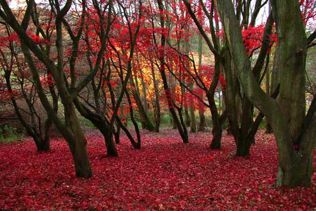 Carpet of Leaves