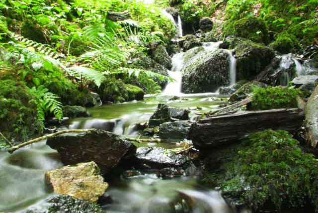 Canonteigne Falls, Devon