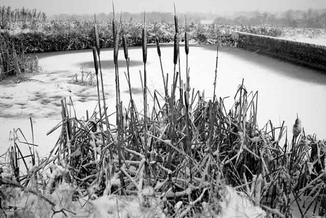 Snowy Reeds, Essex, England