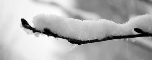 Snow on Twig, England