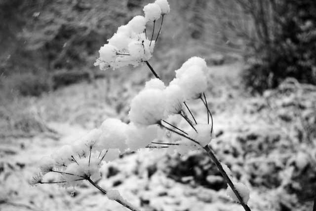 Snow on Plant, England